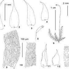 Attēlu rezultāti vaicājumam “Serpoleskea subtilis sporophyte”