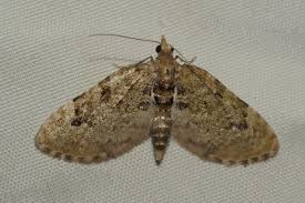 Attēlu rezultāti vaicājumam “Chloroclystis v-ata”