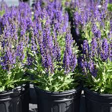 Image result for Salvia nemorosa