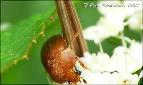 Attēlu rezultāti vaicājumam “Cychramus luteus”