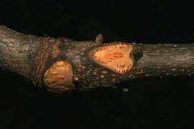 Attēlu rezultāti vaicājumam “Carya ovata leaf”