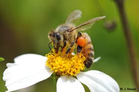 Attēlu rezultāti vaicājumam “Apis mellifera”