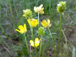 Attēlu rezultāti vaicājumam “Ranunculus mendax flower”