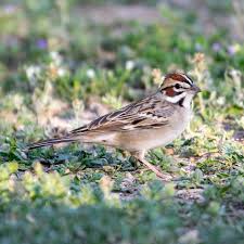 Image result for Chondestes grammacus