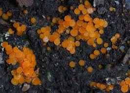 Attēlu rezultāti vaicājumam “Byssonectria fusispora”