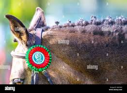 Image result for Beaufort Badminton Club