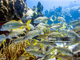 Image result for Haemulon flavolineatum