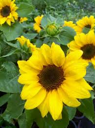 Attēlu rezultāti vaicājumam “Helianthus annuus fruit”