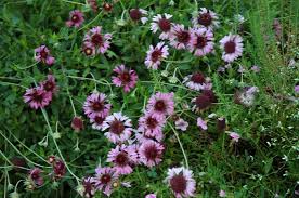 Image result for Gaillardia