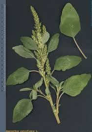 Attēlu rezultāti vaicājumam “Amaranthus retroflexus”