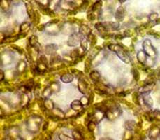 Attēlu rezultāti vaicājumam “Jungermannia leiantha”