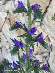 Attēlu rezultāti vaicājumam “Echium vulgare flower”