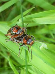 Attēlu rezultāti vaicājumam “Cantharis rustica”