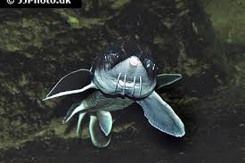 Image result for Huso brevirostrum