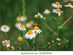 Attēlu rezultāti vaicājumam “Matricaria chamomilla flower”