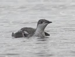 Image result for Brachyramphus perdix