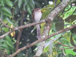 Image result for Coccyzus erythropthalmus