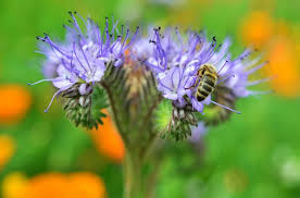 Attēlu rezultāti vaicājumam “Phacelia tanacetifolia flower”