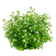 Attēlu rezultāti vaicājumam “Galium odoratum fruit”