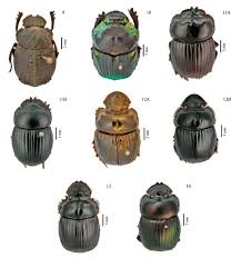 Attēlu rezultāti vaicājumam “Scarabaeidae”