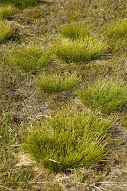 Attēlu rezultāti vaicājumam “Trichophorum cespitosum”