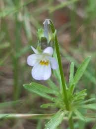 Attēlu rezultāti vaicājumam “Viola arvensis leaf”