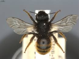 Attēlu rezultāti vaicājumam “Osmia bicolor”