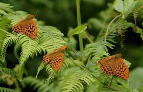 Attēlu rezultāti vaicājumam “Argynnis paphia underside”