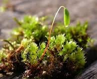 Attēlu rezultāti vaicājumam “Bryum pallescens”