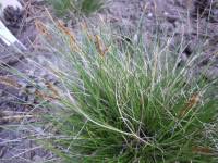 Attēlu rezultāti vaicājumam “Carex davalliana”