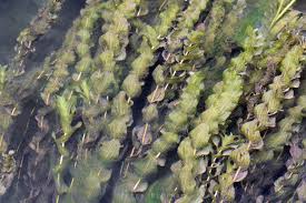 Attēlu rezultāti vaicājumam “Potamogeton perfoliatus flower”