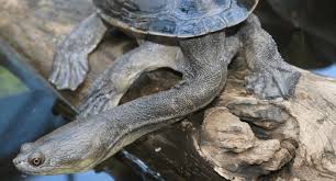 Attēlu rezultāti vaicājumam “Tortula lingulata macro”