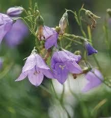 Attēlu rezultāti vaicājumam “Campanula rotundifolia”