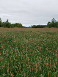 Attēlu rezultāti vaicājumam “Alopecurus aequalis”
