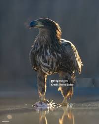 Attēlu rezultāti vaicājumam “Haliaeetus albicilla adult”