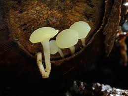 Attēlu rezultāti vaicājumam “Hymenoscyphus fructigenus var. coryli”