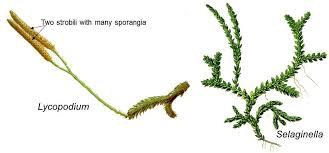 Attēlu rezultāti vaicājumam “Seligeria pusilla sporophyte”