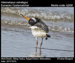 Attēlu rezultāti vaicājumam “Haematopus ostralegus”