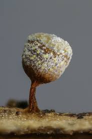 Attēlu rezultāti vaicājumam “Craterium aureonucleatum”