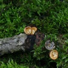 Attēlu rezultāti vaicājumam “Perenniporia medulla-panis”