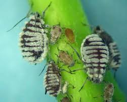 Attēlu rezultāti vaicājumam “Rhopalosiphum oxyacanthae”