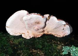 Attēlu rezultāti vaicājumam “Fomitopsis rosea”