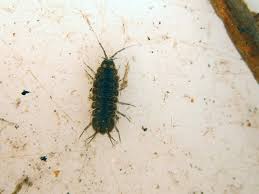 Attēlu rezultāti vaicājumam “Asellus aquaticus”