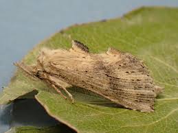 Attēlu rezultāti vaicājumam “Pterostoma palpina”