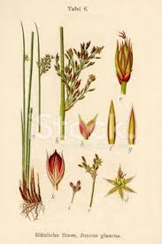 Attēlu rezultāti vaicājumam “Juncus inflexus bud”