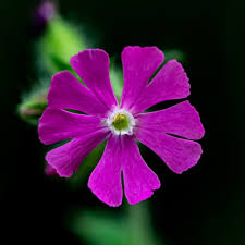 Image result for Silene dioica