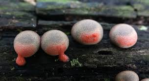 Attēlu rezultāti vaicājumam “Lycogala cf. fossiculatum macro”