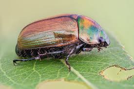 Attēlu rezultāti vaicājumam “Anomala dubia”