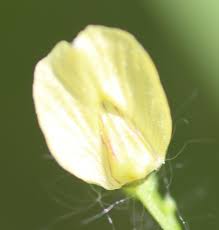Attēlu rezultāti vaicājumam “Utricularia minor bud”