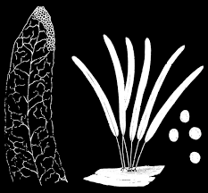 Attēlu rezultāti vaicājumam “Stemonitis fusca young”